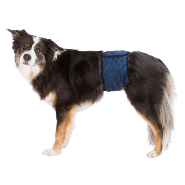 Belly band male dog S-M