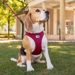 Curli vest harnas clasp Air mesh - S Ruby