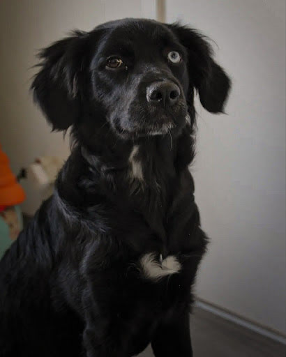 Nala
