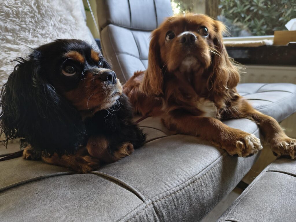 Rocky & Charly